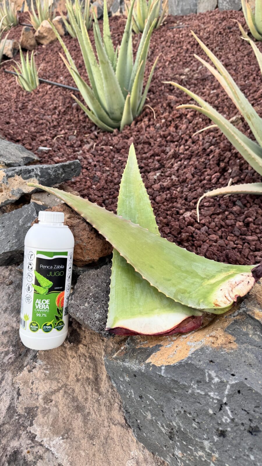 Kanárská Aloe vera šťáva, acemannan 2884 mg/l - Obrázek 5