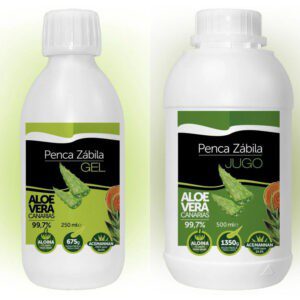 alocasia amazonica gelbe blätter ALOCASIA AMAZONICA online kaufen bei potflourri
